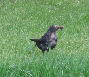 Kuckuck, Frau Amsel!